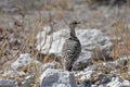 Double-banded Courser Rhinoptilus africanus gracilis