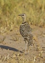 Double-banded courser Rhinoptilus africanus