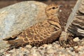 Double-banded courser Royalty Free Stock Photo