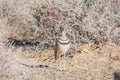 Double-banded courser