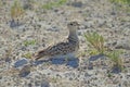 Double-banded courser on stony ground Royalty Free Stock Photo