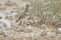 Double-banded courser on stony ground Royalty Free Stock Photo