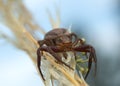 Double-banded crab-spider, Xysticus bifasciatus on straw