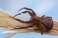 Double-banded crab-spider, Xysticus bifasciatus on straw