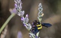 Double Banded Female African Carpenter Bee Pollenating a Lavender