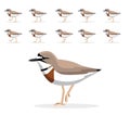 Double-Banded Plover Animal Animation Sequence Walking Cartoon Vector Royalty Free Stock Photo