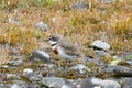 A Double-banded Plover in New Zealand