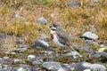 A Double-banded Plover in New Zealand