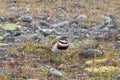 A Double-banded Plover in New Zealand