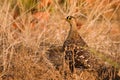 Double banded sand grouse
