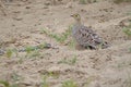 Double-banded sandgrouse, Etosha