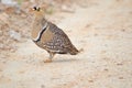 Double-banded sandgrouse, Etosha