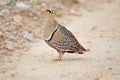 Double-banded sandgrouse, Etosha