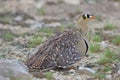 Double-banded sandgrouse, Etosha