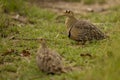 Double-banded Sandgrouse Pterocles Bicintus