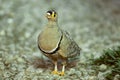 Double-banded Sandgrouse Royalty Free Stock Photo