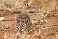 Double banded sandgrouse walking on hot sand in summer