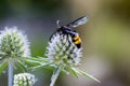 Double banded scoliid wasp Royalty Free Stock Photo