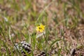 Double-Banded Scoliid Wasp