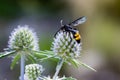 Double banded scoliid wasp Royalty Free Stock Photo