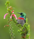 A double banded sunbird in a colourful pose.