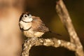 Double-barred finch Royalty Free Stock Photo