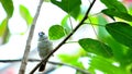 Double-barred Finch bird on tree branch in aviary