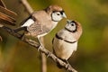 Double-barred finch couple