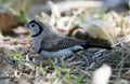 Double barred finch