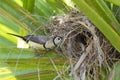 Double barred finch in nest. Royalty Free Stock Photo