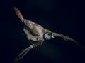 Double-barred Finch on Perch Royalty Free Stock Photo