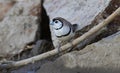 Double-barred Finch at perched on a branch near a waterhole