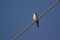 Double-barred Finch perched on metal wire with blue sky Royalty Free Stock Photo