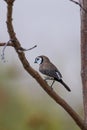 Double barred finch perched on a tree in Springfield lakes Australia Royalty Free Stock Photo