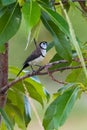 Double barred finch perched on a tree in Springfield lakes Australia Royalty Free Stock Photo
