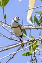 Double-barred Finch in Queensland Australia Royalty Free Stock Photo