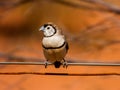 Double-barred Finch in Queensland Australia Royalty Free Stock Photo