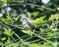 Double Barred Finch Royalty Free Stock Photo