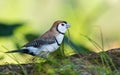 Double-barred finch Stizoptera bichenovii carrying twig Royalty Free Stock Photo