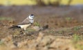 Double Barred Finch with copy space Royalty Free Stock Photo