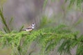 Double-barred finch