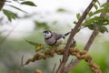 Double-barred Finch Taeniopygia bichenovii Royalty Free Stock Photo