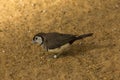 The double-barred finch Taeniopygia bichenovii. Royalty Free Stock Photo