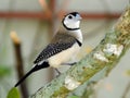 Double-Barred Finch Taeniopygia bichenovii