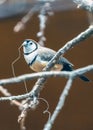 Double-barred Finch (Taeniopygia bichenovii) Spotted Outdoors Royalty Free Stock Photo