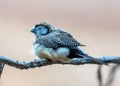 Double-barred Finch (Taeniopygia bichenovii) Spotted Outdoors Royalty Free Stock Photo