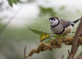 Double-barred Finch Taeniopygia bichenovii Royalty Free Stock Photo