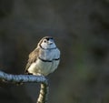 double-barred finch (Taeniopygia bichenovii) white faced finch. Royalty Free Stock Photo