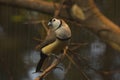 The double-barred finch Taeniopygia bichenovii. Royalty Free Stock Photo