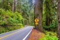 Double Bend Sign in Redwood National Park California